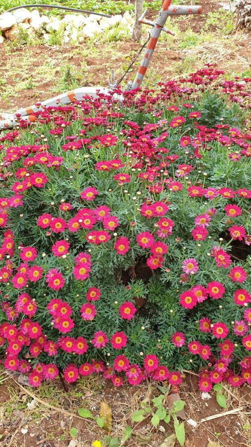 פולינאנו א מארה Villa Rosalba מראה חיצוני תמונה